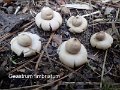Geastrum fimbriatum-amf832